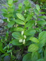 /album/fotogalerie-nabidka/polygonatum-humile1-jpg/